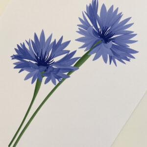 cornflower art print