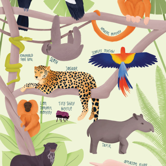 Amazon animals illustration