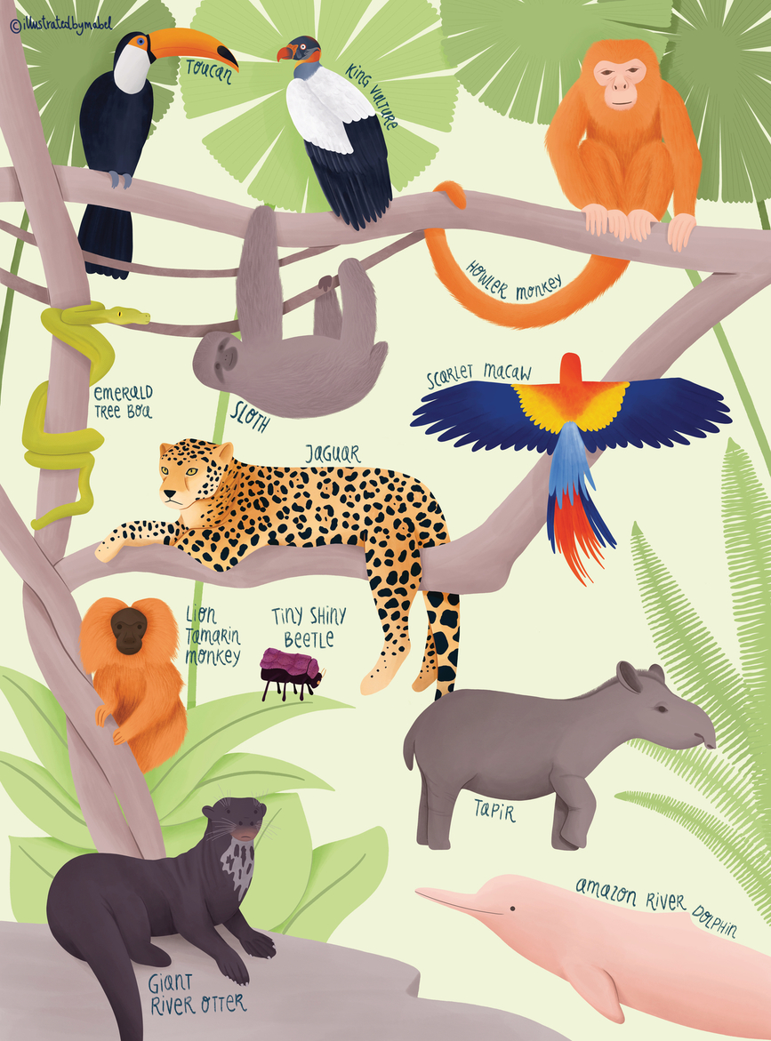 Amazon animals illustration