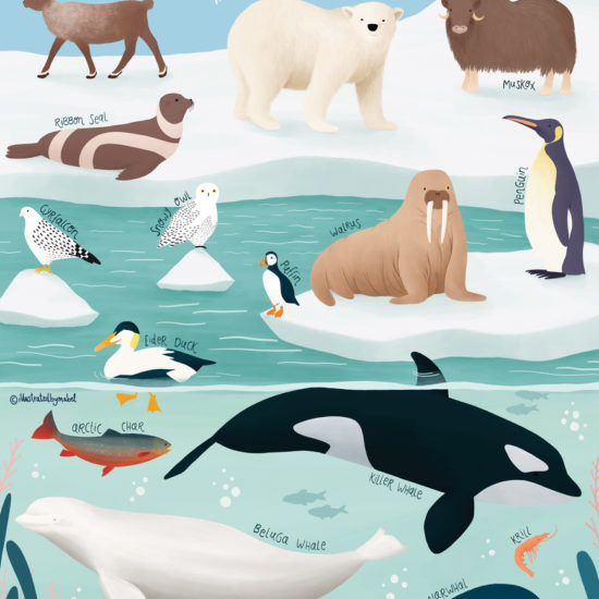 Arctic animals illustration