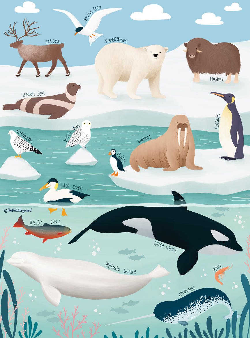 Arctic animals illustration