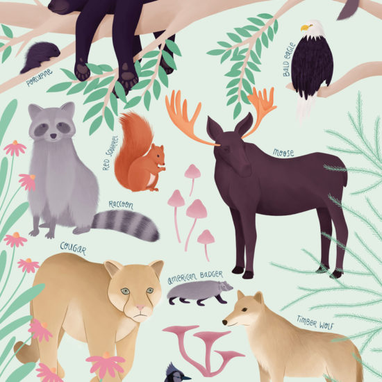 Forest animals illustration