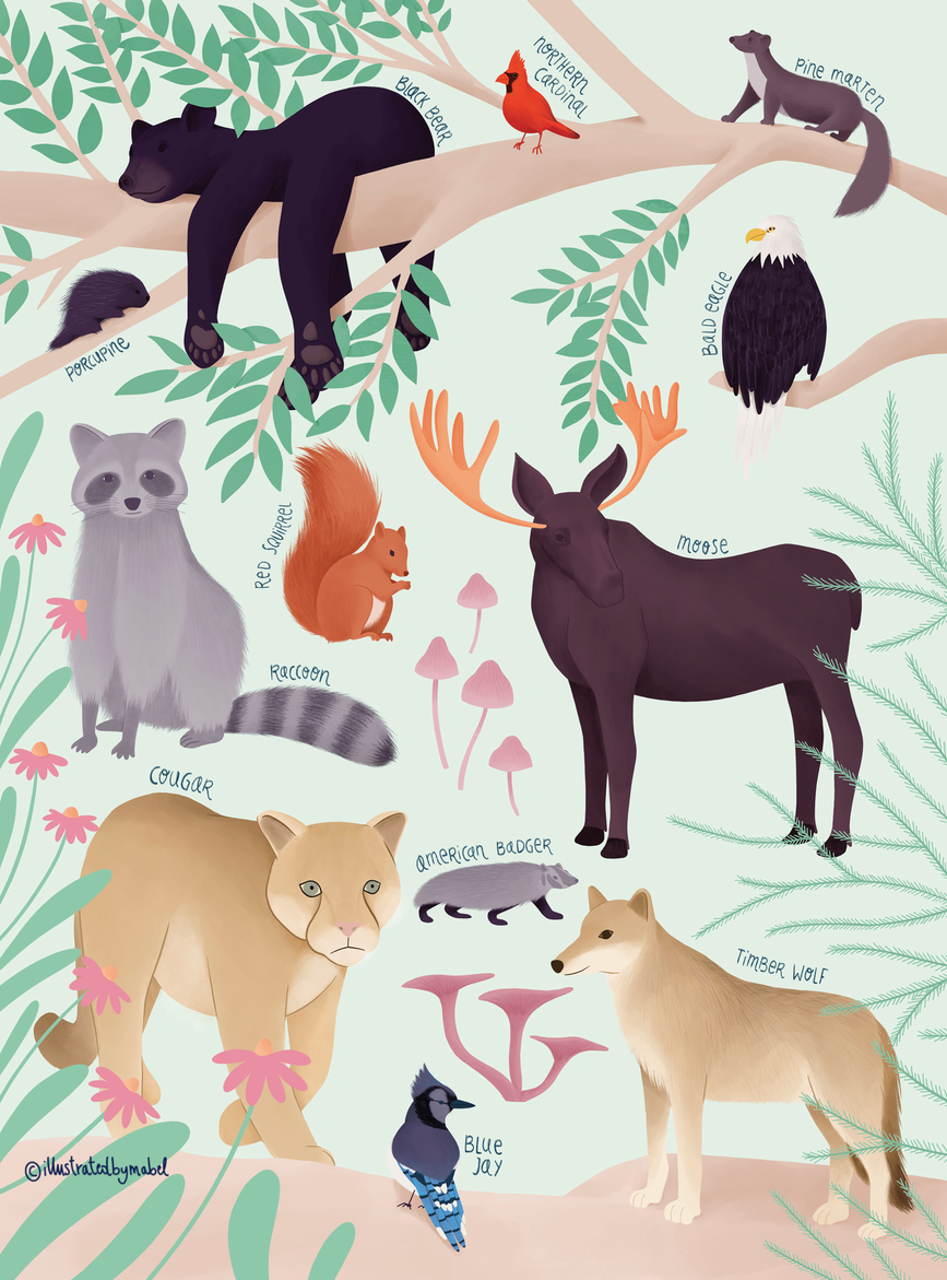 Forest animals illustration