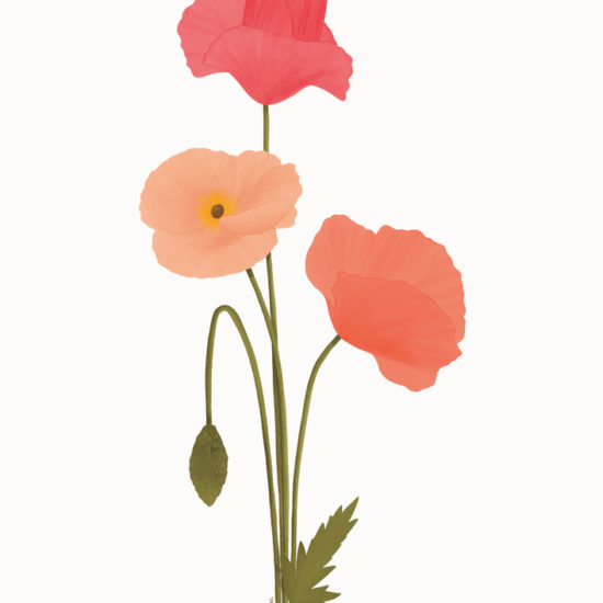 Poppy flower illustration
