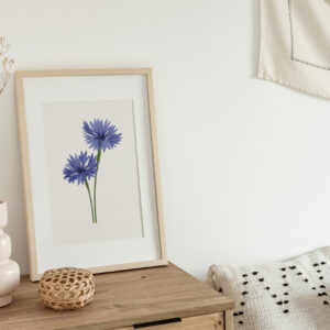 Cornflower art print