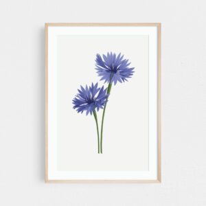 Cornflower art print