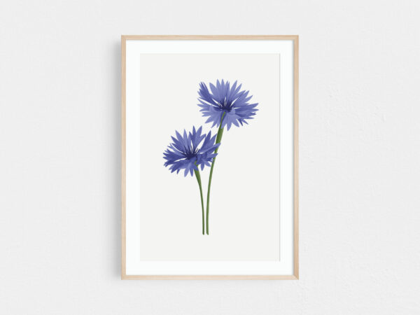 Cornflower art print