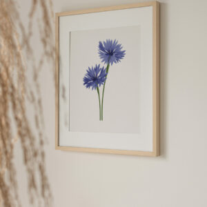 Cornflower art print