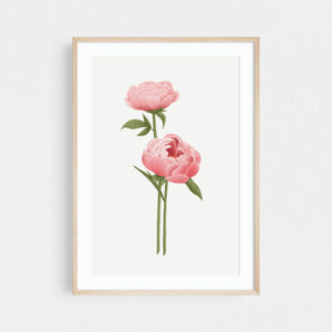 Peony art print