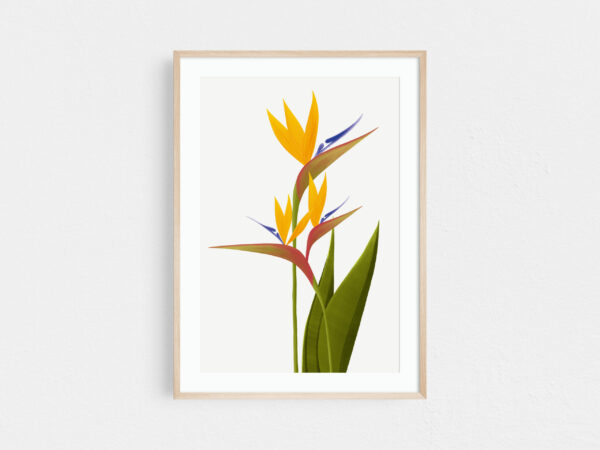 Birds of paradise print